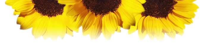 Three sunflowers with white background completing logo above in visual continuity