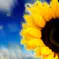 Big Sunflower close up against deep blue sky in motion, graphics created at On The Fly Web Dev