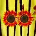 two exotic red gradient sunflowers with black bamboo & yellow background designed by Tech Guerrero for On The Fly Web Dev