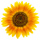 mini-sunflower for filler decoration, white background, shiny colors