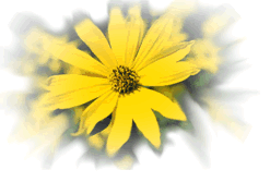 image of daisies with faded outline