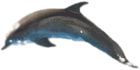 Image of dolphin produced in Fireworks