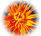 Image of orange flower with Feather effect produced in Fireworks