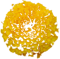 Image of yellow flower with Feather effect produced in Fireworks