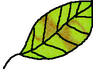 Image of leaf with filled in colors in brown and green gradient produced in Fireworks