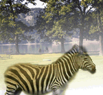 Free Zebra in a park