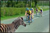 Image of zebra superimposed on biker path, giving sensation that bikers will run zebra over